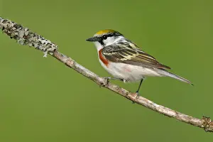 Pensylvanica Prints: Roestflankzanger, Chestnut-sided Warbler, Setophaga pensylvanica