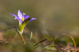 Iridaceae Prints: Romulea bulbocodium