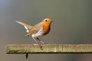 Bill Baston Prints: Roodborst, European Robin, Erithacus rubecula
