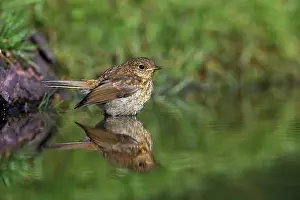 Images Dated 6th June 2014: roodborst, European robin, Erithacus rubecula