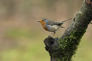 Pearch Prints: roodborst ; robin ; Erithacus rubecula