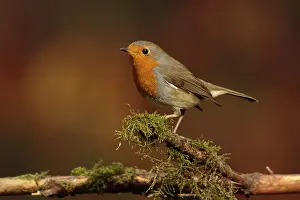 Jaarvogel Prints: roodborst ; robin ; Erithacus rubecula
