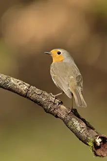 Pearch Prints: roodborst ; robin ; Erithacus rubecula