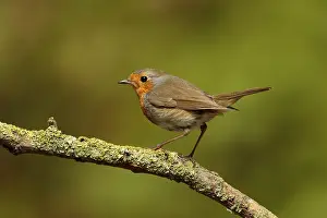 Pearch Prints: roodborst ; robin ; Erithacus rubecula