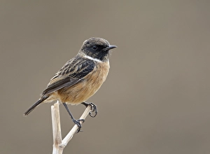 Images Dated 11th September 2007: Roodborsttapuit, European Stonechat, Saxicola rubicola