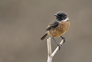 Images Dated 11th September 2007: Roodborsttapuit, European Stonechat, Saxicola rubicola