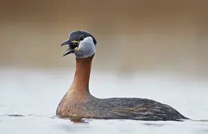 Images Dated 26th April 2018: Roodhalsfuut, Red-necked Grebe, Podiceps grisegena