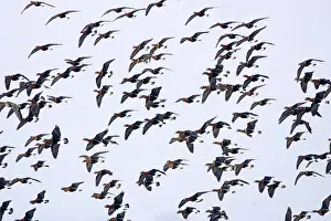 Images Dated 11th February 2008: Roodhalsgans, Red-breasted Goose, Branta ruficollis