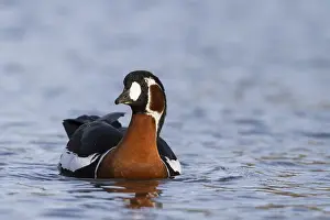 Ruficollis Prints: Roodhalsgans, Red-breasted Goose, Branta ruficollis