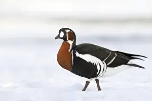 Ruficollis Prints: Roodhalsgans, Red-breasted Goose, Branta ruficollis