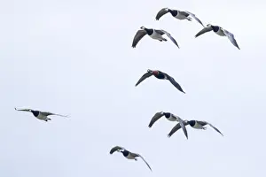 Ruficollis Prints: Roodhalsgans, Red-breasted Goose, Branta ruficollis