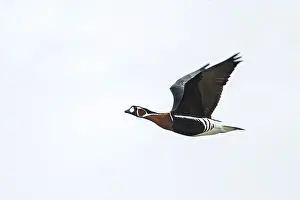 Ruficollis Prints: Roodhalsgans, Red-breasted Goose, Branta ruficollis