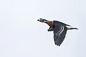 Ruficollis Prints: Roodhalsgans, Red-breasted Goose, Branta ruficollis