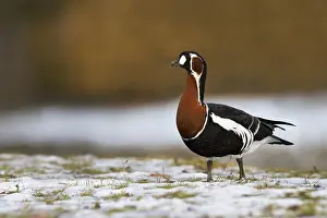 Ruficollis Prints: Roodhalsgans, Red-breasted Goose, Branta ruficollis