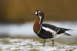 Ruficollis Prints: Roodhalsgans, Red-breasted Goose, Branta ruficollis
