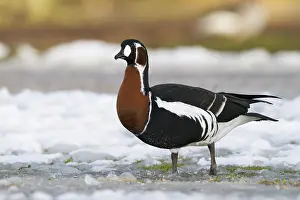 Ruficollis Prints: Roodhalsgans, Red-breasted Goose, Branta ruficollis