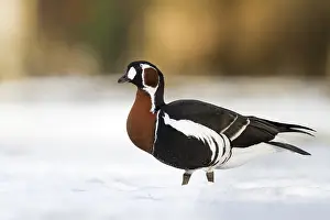Ruficollis Prints: Roodhalsgans, Red-breasted Goose, Branta ruficollis