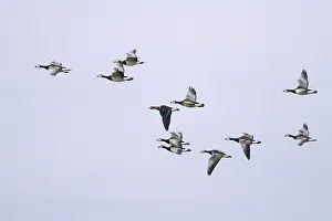 Ruficollis Prints: Roodhalsgans, Red-breasted Goose, Branta ruficollis