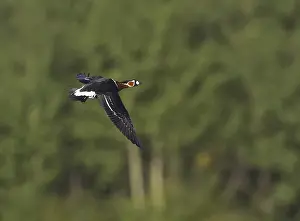 Ruficollis Prints: Roodhalsgans, Red-breasted Goose, Branta ruficollis