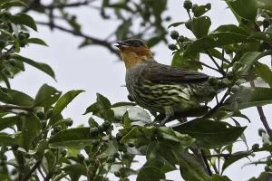 Cotinga Prints: Roodkopcotinga, Chestnut-crested Cotinga, Ampelion rufaxilla