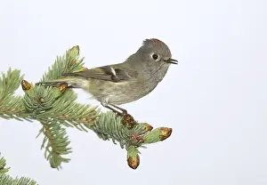 Images Dated 29th May 2009: Roodkroonhaan, Ruby-crowned kinglet, Regulus calendula