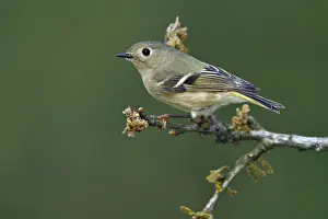 Kinglet Prints: Roodkroonhaan, Ruby-crowned kinglet, Regulus calendula