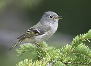 Images Dated 29th May 2009: Roodkroonhaan, Ruby-crowned kinglet, Regulus calendula