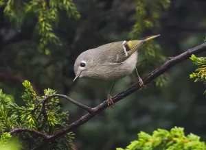 Kinglet Prints: Roodkroonhaan, Ruby-crowned kinglet, Regulus calendula