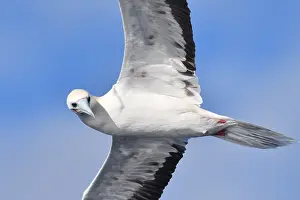 Images Dated 23rd April 2018: Roodpootgent, Red-footed Booby, Sula sula