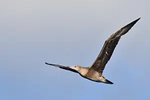 Images Dated 23rd April 2018: Roodpootgent, Red-footed Booby, Sula sula