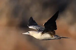 Images Dated 23rd April 2018: Roodpootgent, Red-footed Booby, Sula sula