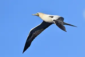 Images Dated 23rd April 2018: Roodpootgent, Red-footed Booby, Sula sula