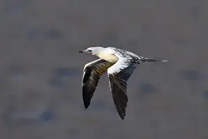 Images Dated 23rd April 2018: Roodpootgent, Red-footed Booby, Sula sula