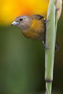 2012 Prints: Roodrugtangare, Passerini's Tanager, Ramphocelus passerinii