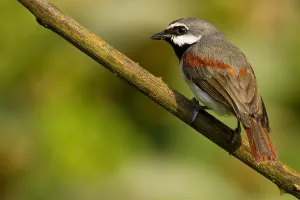 Images Dated 26th October 2010: Roodstaartvanga, Red-tailed Vanga, Calicalicus madagascariensis