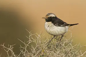 Noord Afrika Prints: Roodstuittapuit, Red-rumped Wheatear, Oenanthe moesta moesta