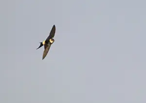 Cecropis Prints: Roodstuitzwaluw, Red-rumped Swallow, Cecropis daurica