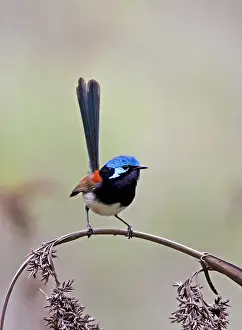 Images Dated 28th September 2013: Roodvleugelelfje, Red-winged Fairywren, Malurus elegans