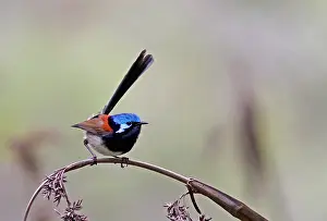 Images Dated 28th September 2013: Roodvleugelelfje, Red-winged Fairywren, Malurus elegans
