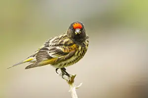 : Roodvoorhoofdkanarie, Red-fronted Serin, Serinus pusillus