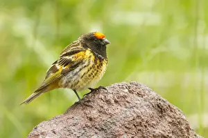 : Roodvoorhoofdkanarie, Red-fronted Serin, Serinus pusillus