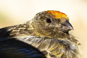 : Roodvoorhoofdkanarie, Red-fronted Serin, Serinus pusillus