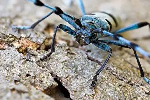 2020 Prints: Rosalia alpina - Alpine longhorn beetle - Alpenbock