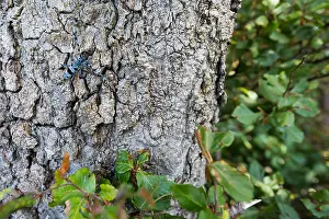 2020 Prints: Rosalia alpina - Alpine longhorn beetle - Alpenbock