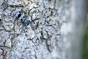 2020 Prints: Rosalia alpina - Alpine longhorn beetle - Alpenbock