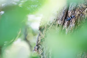 2020 Prints: Rosalia alpina - Alpine longhorn beetle - Alpenbock