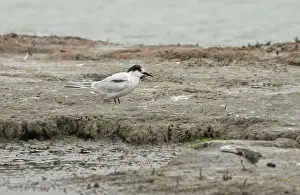 Images Dated 30th June 2020: Roseate Tern, Sterna dougallii