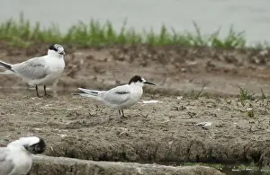Images Dated 30th June 2020: Roseate Tern, Sterna dougallii