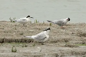 Images Dated 30th June 2020: Roseate Tern, Sterna dougallii