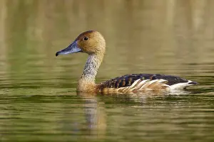 Images Dated 26th April 2005: Rosse Fluiteend, Fulvous Whistling-Duck, Dendrocygna bicolor